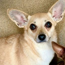 Enlarge Cream Puff, a Adoptable mixed breed in Glenelg, MD image 5/5