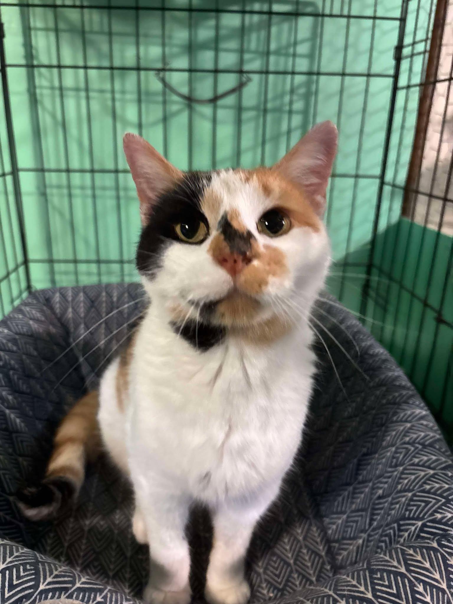 Apple Dumpling, a Adopted Domestic Short Hair in Caribou, ME image 1/2