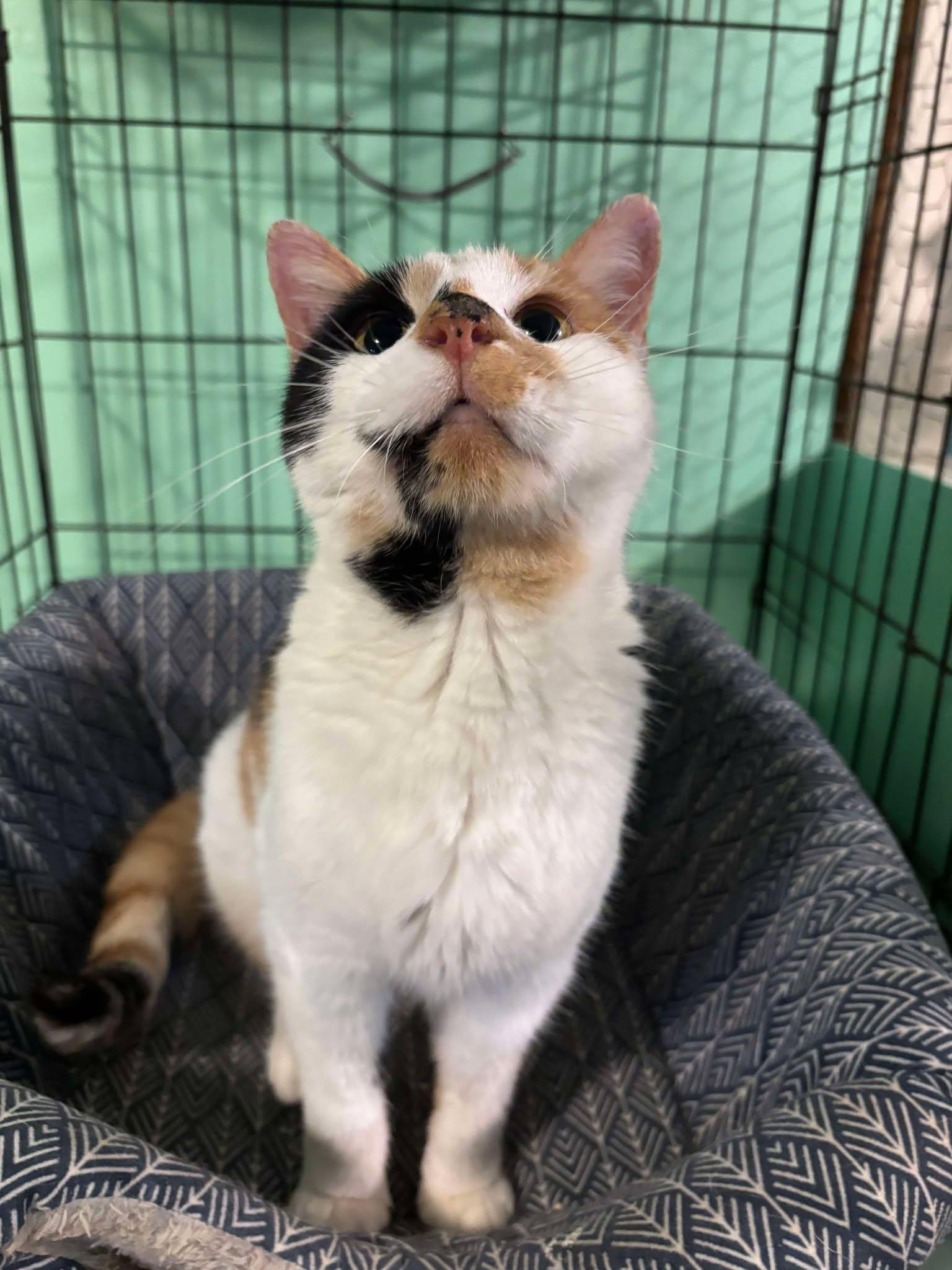 Apple Dumpling, a Adopted Domestic Short Hair in Caribou, ME image 2/2