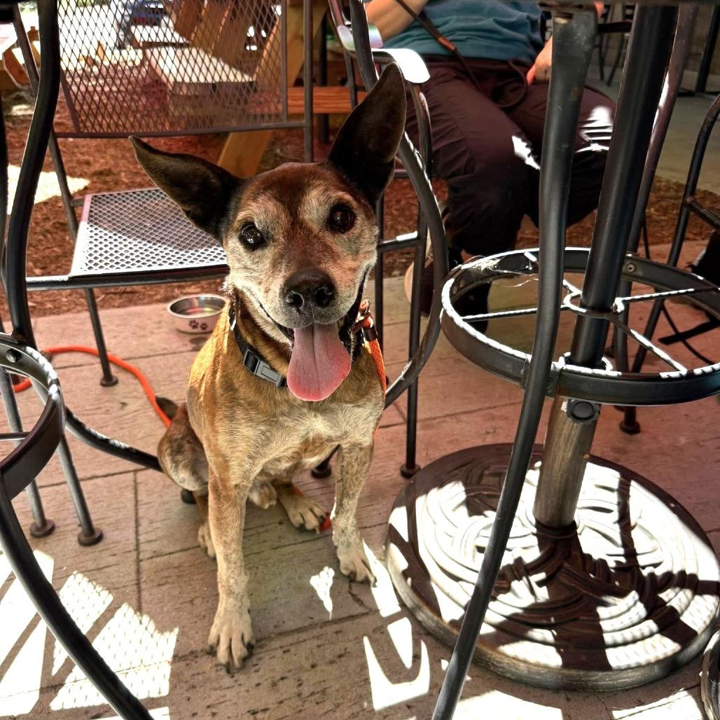 Canelito — thumbnail 2