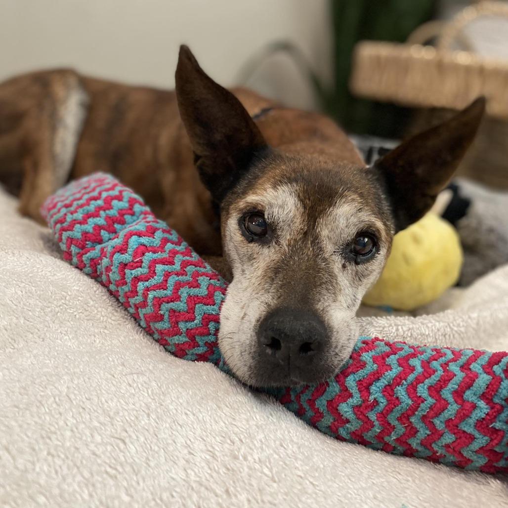 Canelito — thumbnail 3