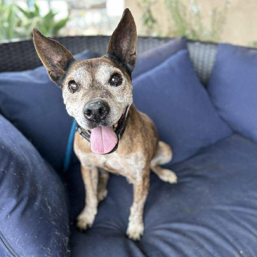 Canelito — thumbnail 6