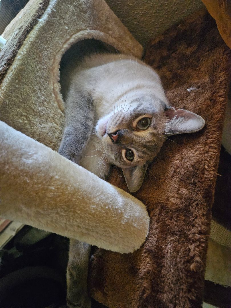 The Three Musketeers, Adoptable, Adult Male Siamese & Russian Blue.