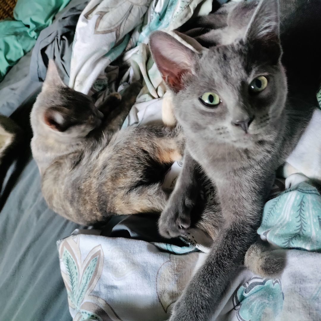 The Three Musketeers, a Adoptable mixed breed in Bedford , NH image 4/10