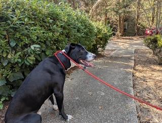 Kraine, a Adoptable mixed breed in Atlanta, GA image 2/3