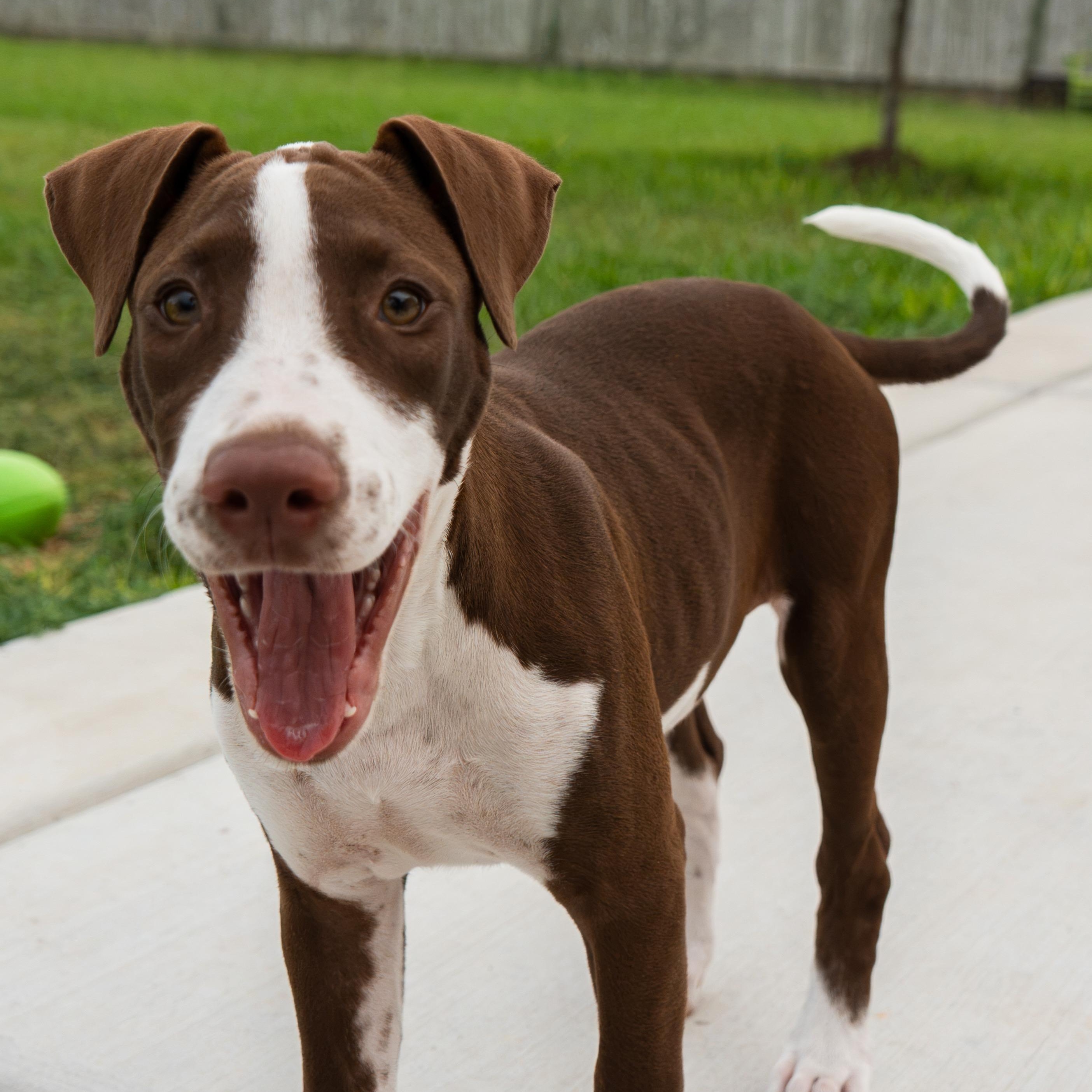 Enlarge Maple, a Adoptable mixed breed in New York, NY image 3/6