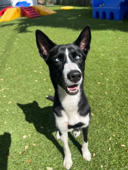 Rumi — thumbnail 2