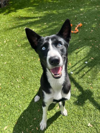 Rumi — thumbnail 3