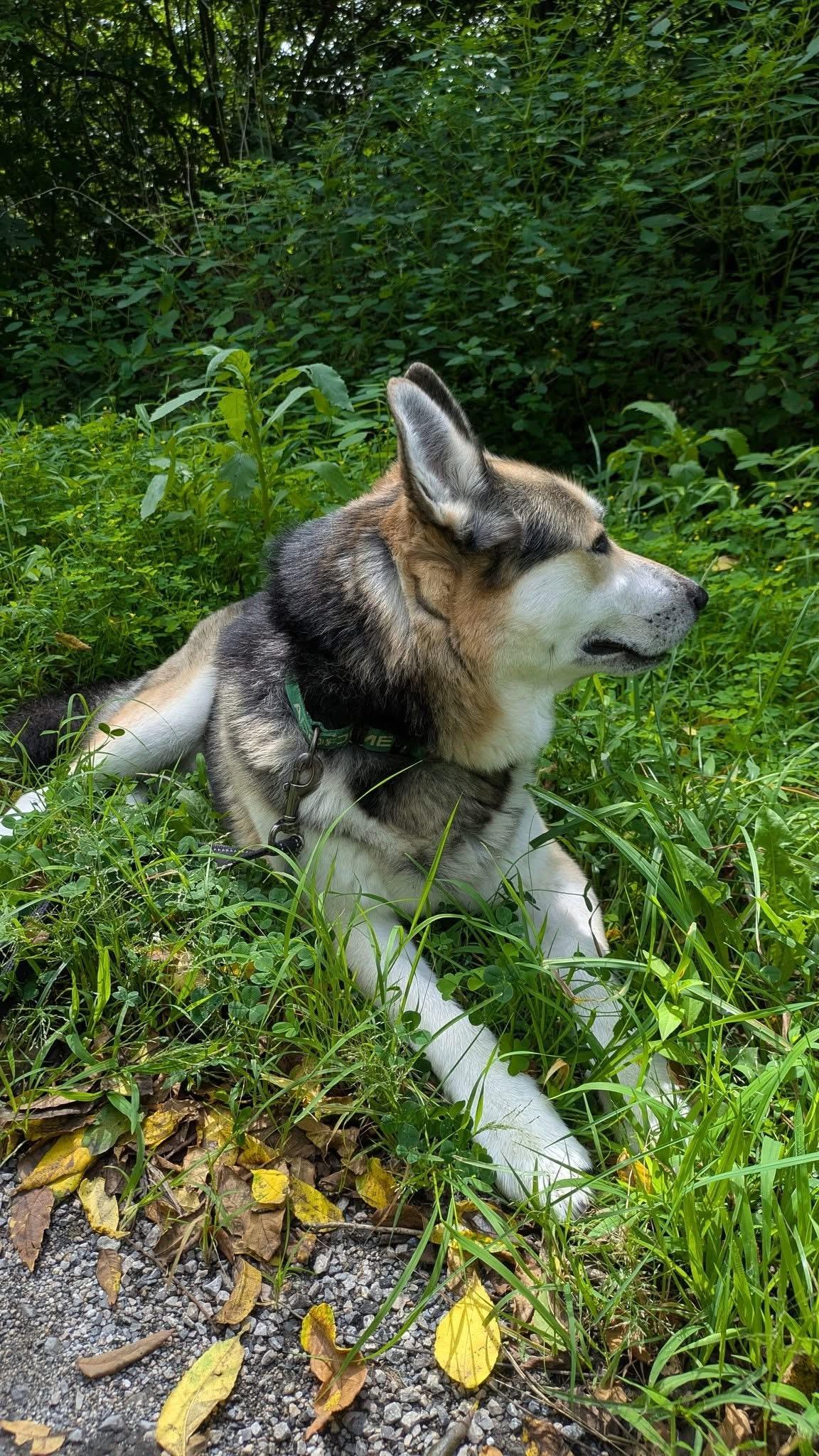 Abel, Adoptable, Adult Male German Shepherd Dog & Siberian Husky.
