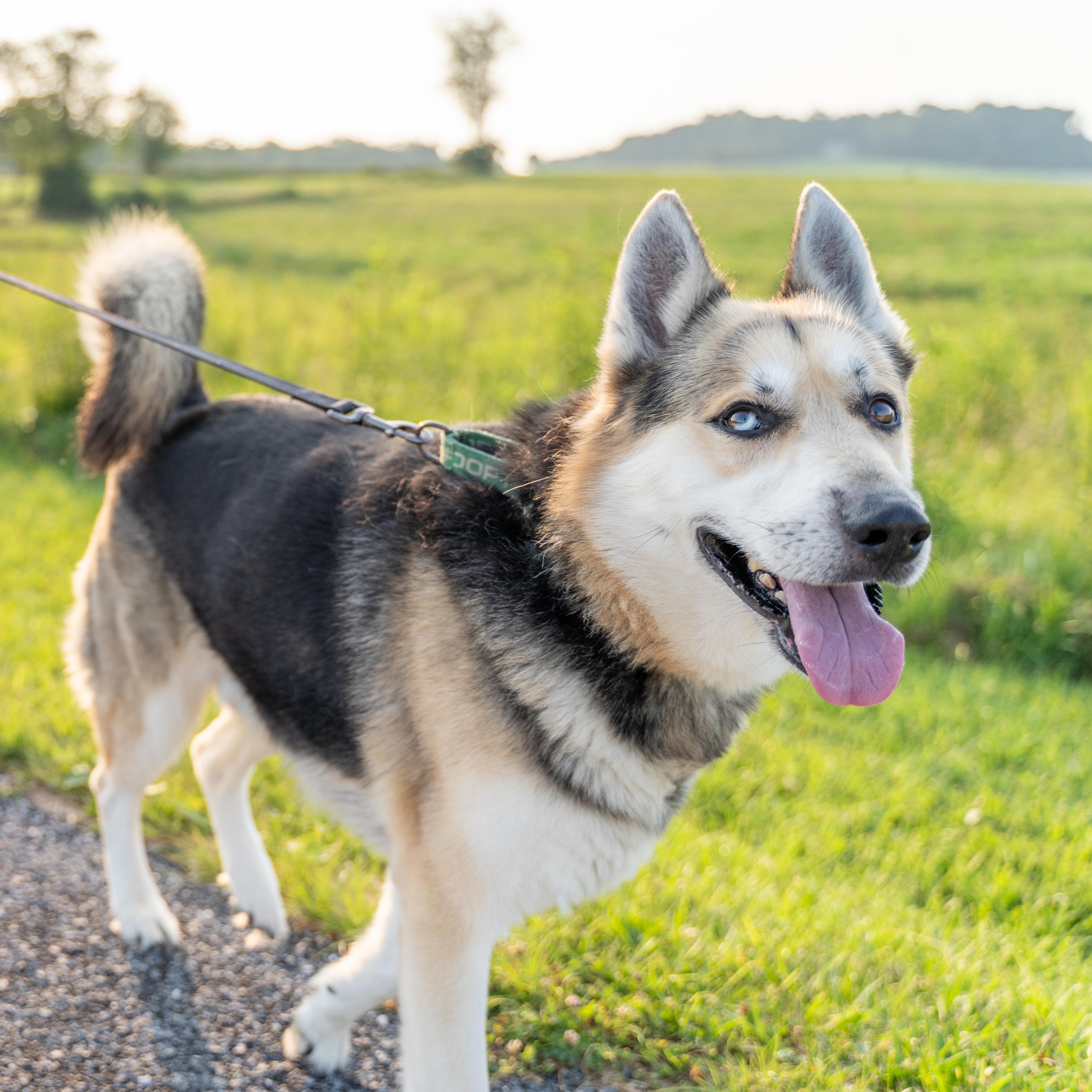 Abel, a Adoptable mixed breed in Dillsburg, PA image 2/5