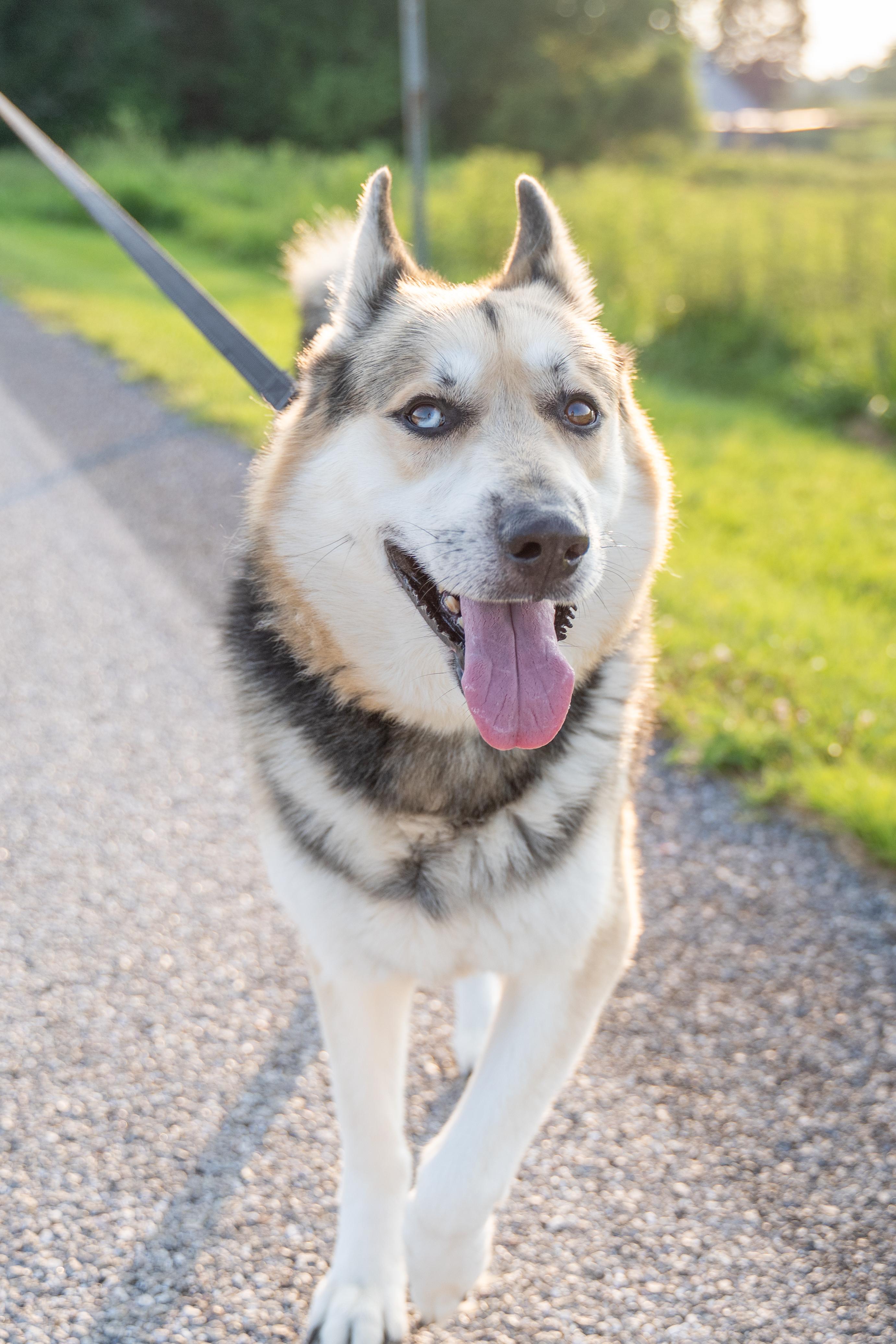 Abel, a Adoptable mixed breed in Dillsburg, PA image 4/5