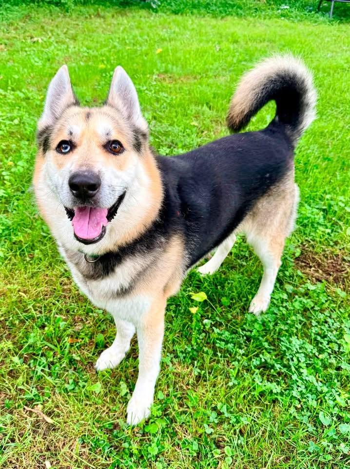 Abel, a Adoptable mixed breed in Dillsburg, PA image 5/5