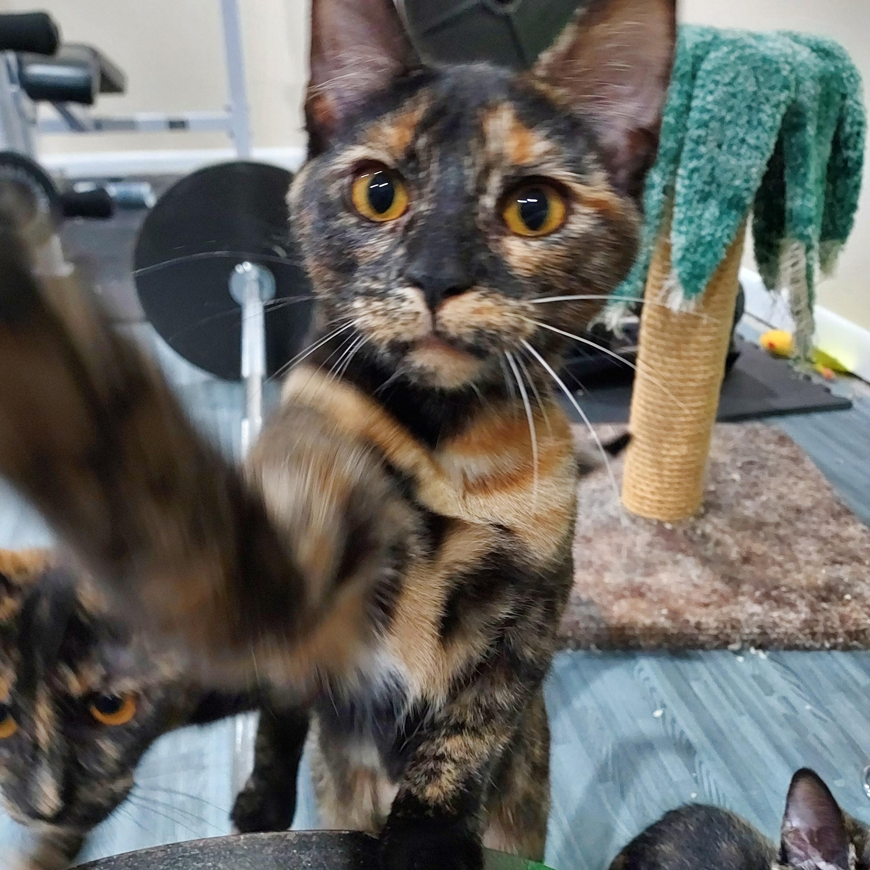 Fatalii, a Adoptable Domestic Short Hair in Cincinnati, OH image 6/6