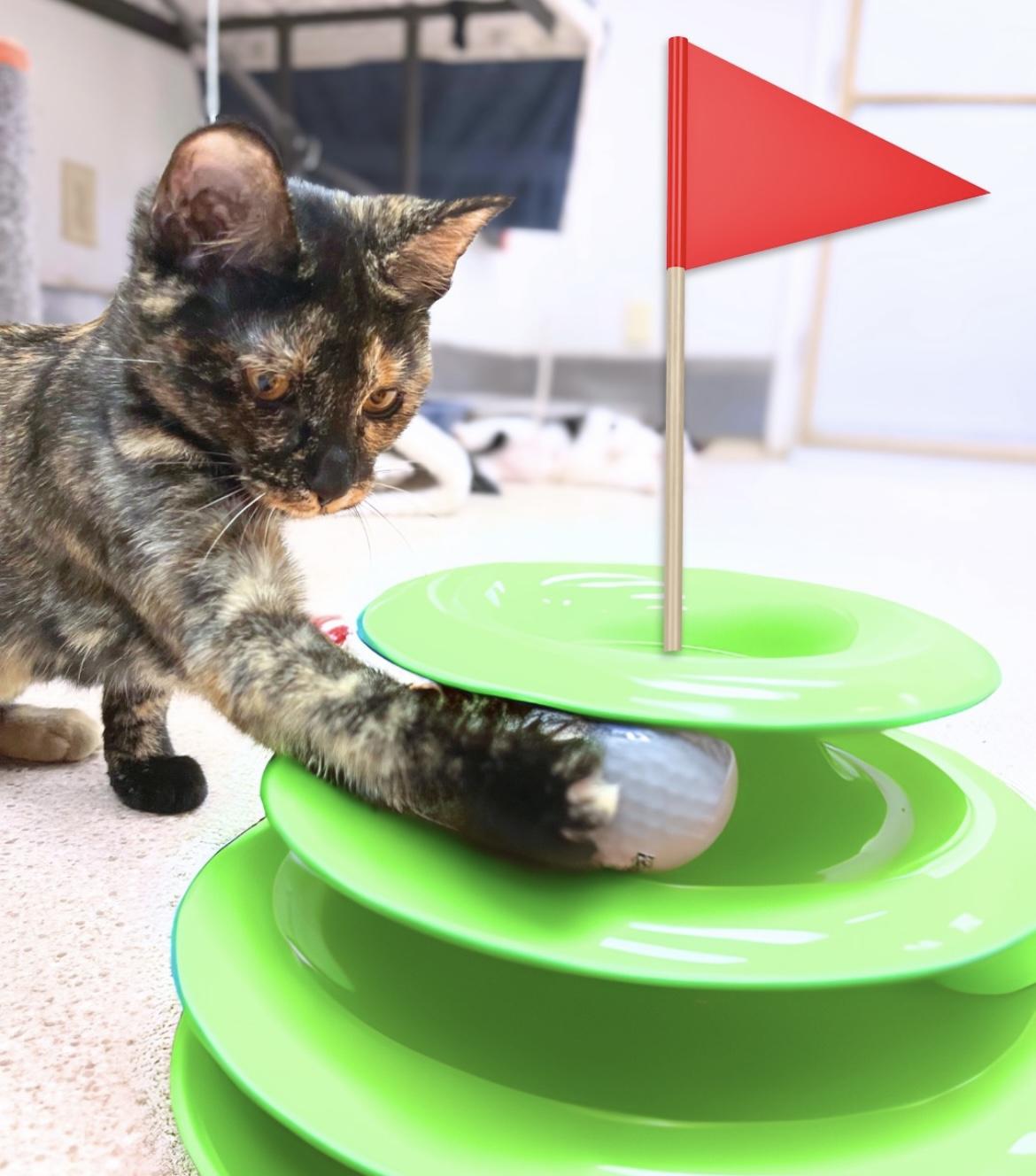 Fatalii, a Adoptable Domestic Short Hair in Cincinnati, OH image 1/6