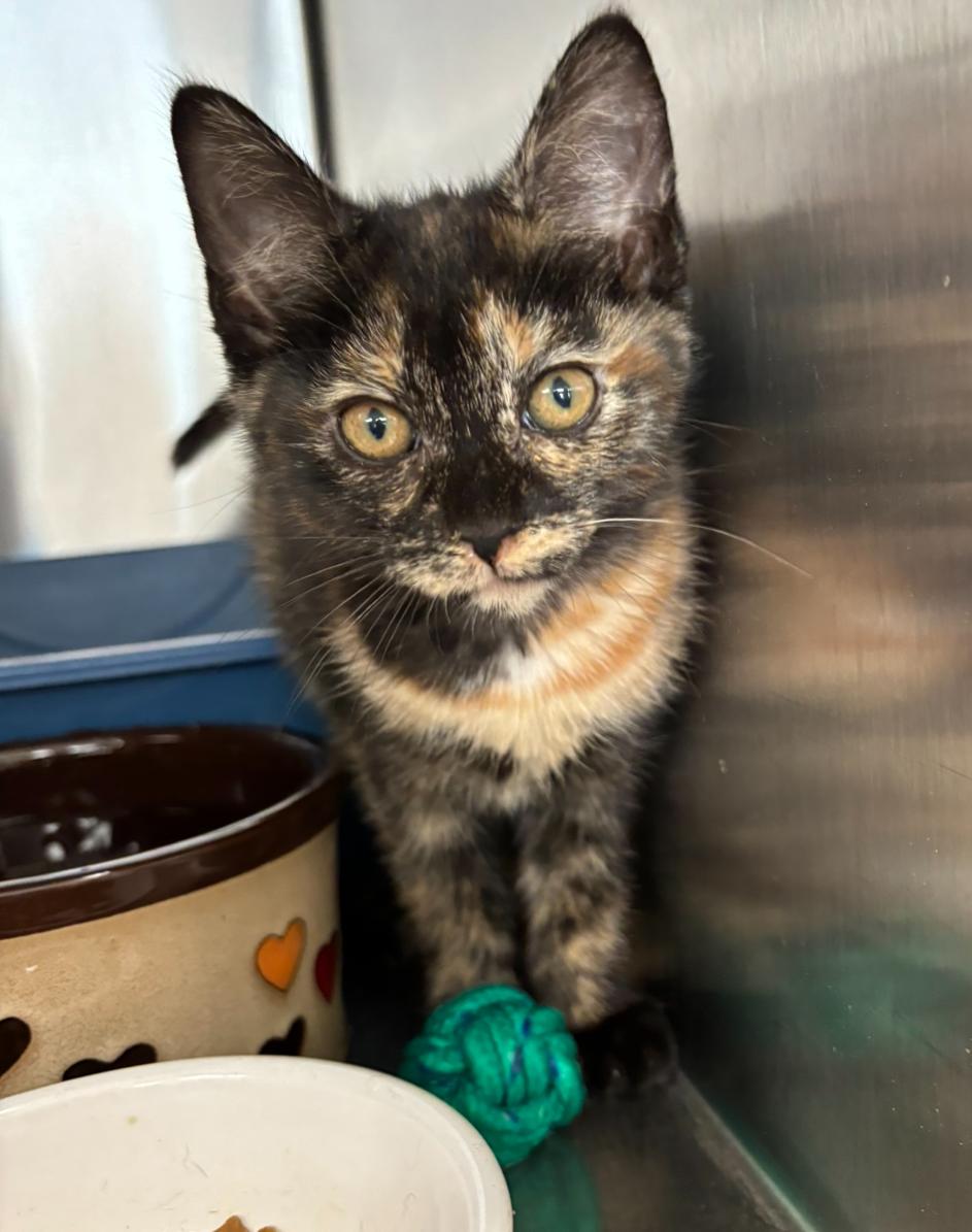 Fatalii, a Adoptable Domestic Short Hair in Cincinnati, OH image 3/6