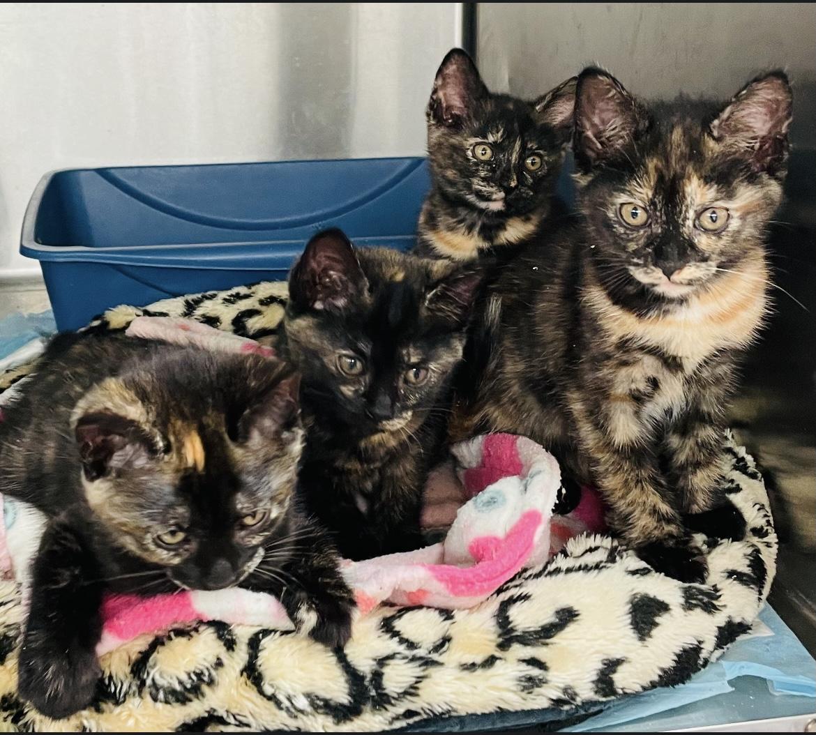 Fatalii, a Adoptable Domestic Short Hair in Cincinnati, OH image 5/6