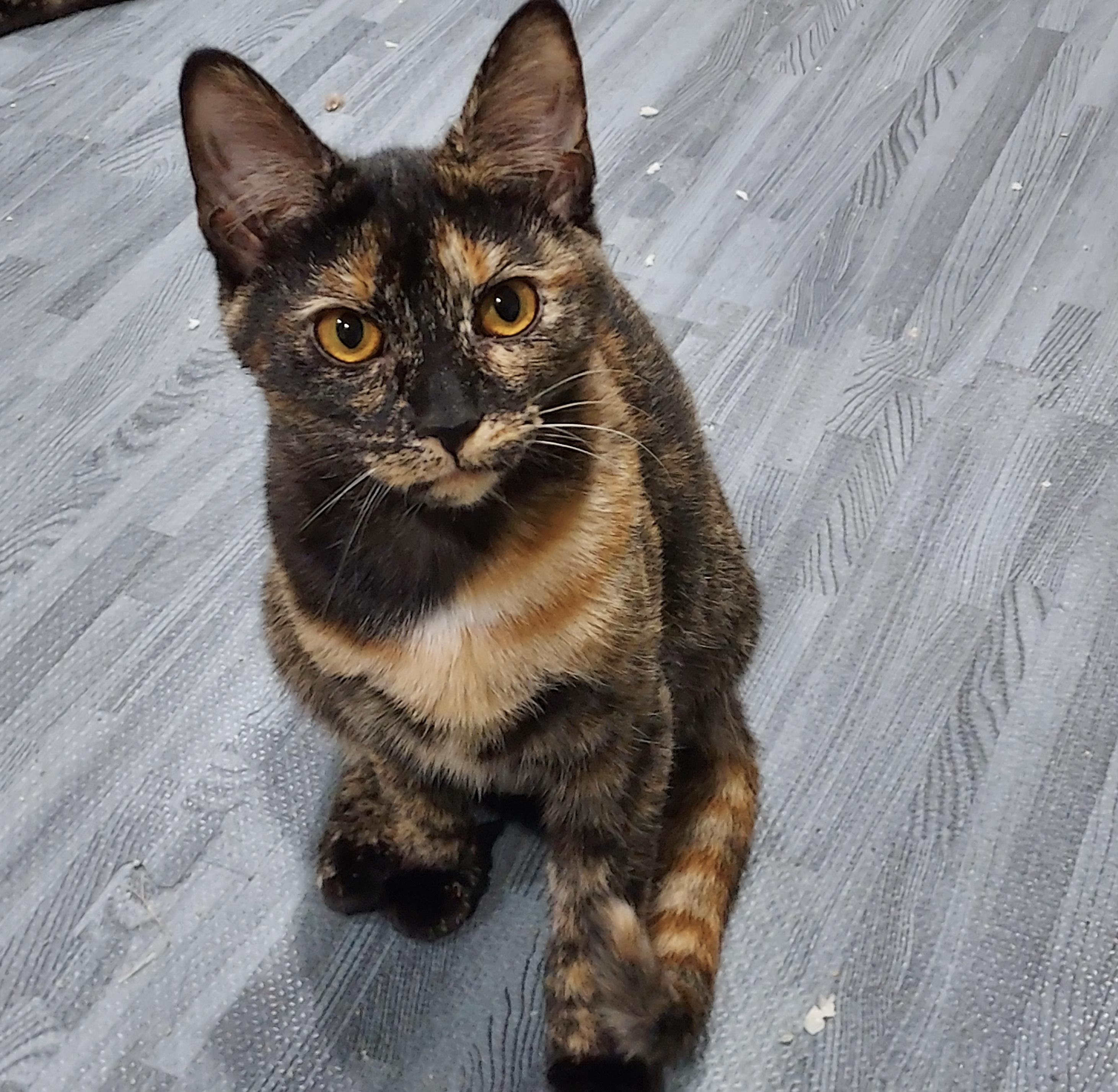 Fatalii, a Adoptable Domestic Short Hair in Cincinnati, OH image 2/6