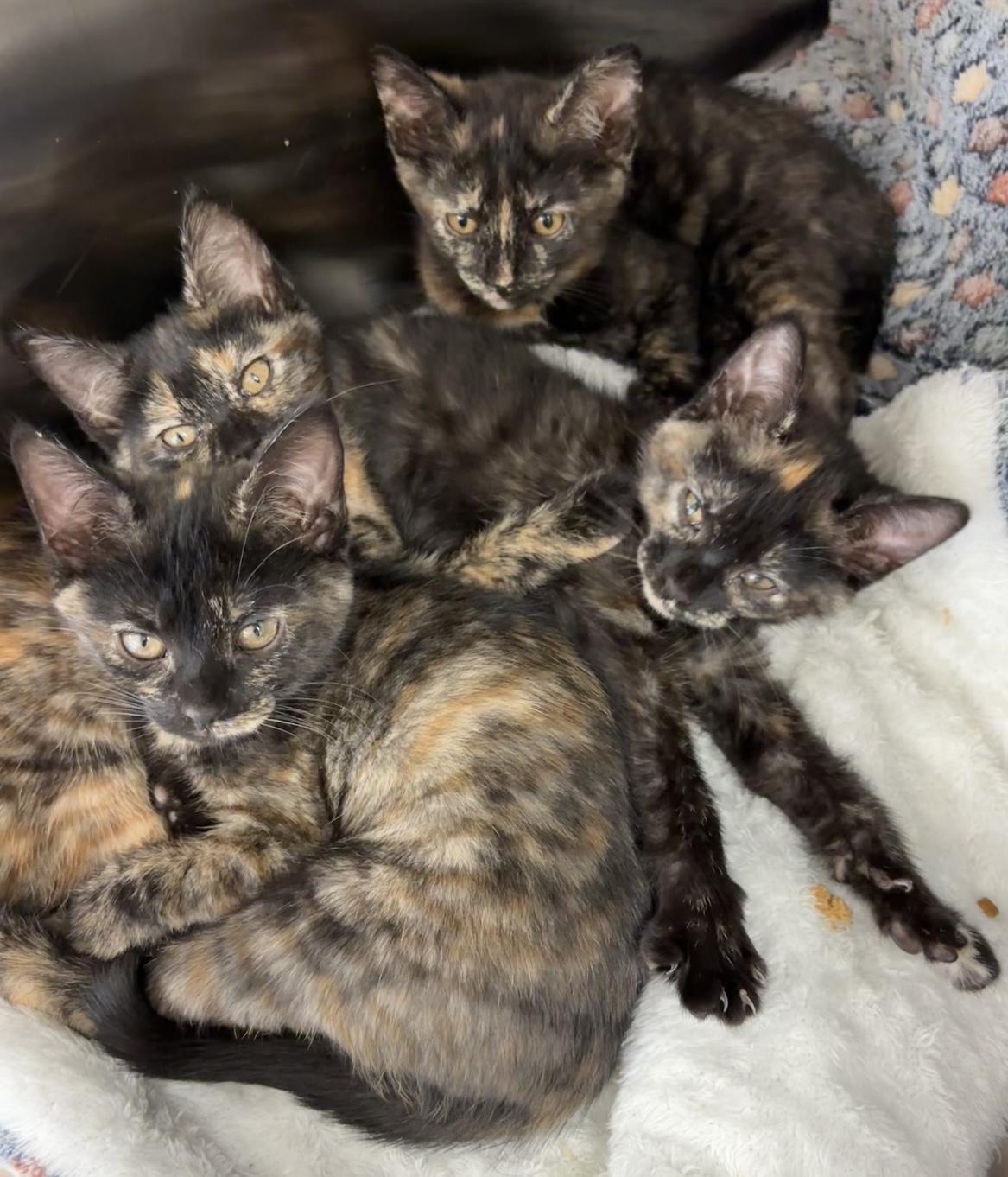 Fatalii, a Adoptable Domestic Short Hair in Cincinnati, OH image 4/6