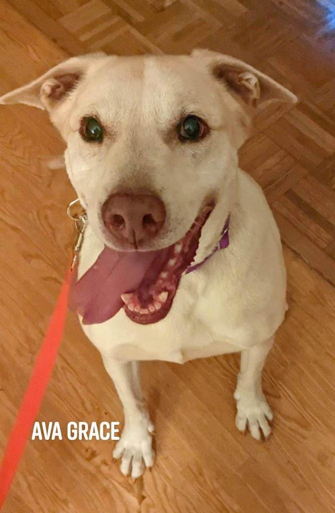 Enlarge Ava Grace, a Adoptable Labrador Retriever in Indianapolis, IN image 1/3