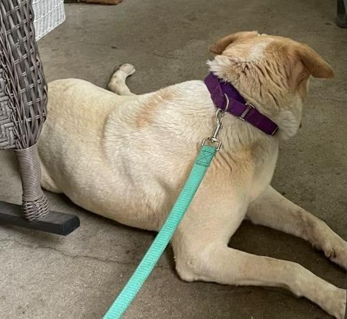 Enlarge Ava Grace, a Adoptable Labrador Retriever in Indianapolis, IN image 1/3