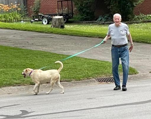 Enlarge Ava Grace, a Adoptable Labrador Retriever in Indianapolis, IN image 3/3