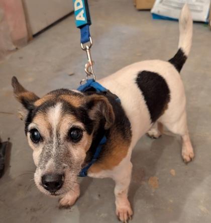 Rollie, Adoptable, Senior Male Parson Russell Terrier & Mixed Breed.