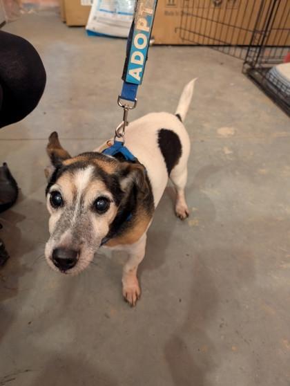 Rollie, a Adoptable mixed breed in Simcoe, ON image 3/3