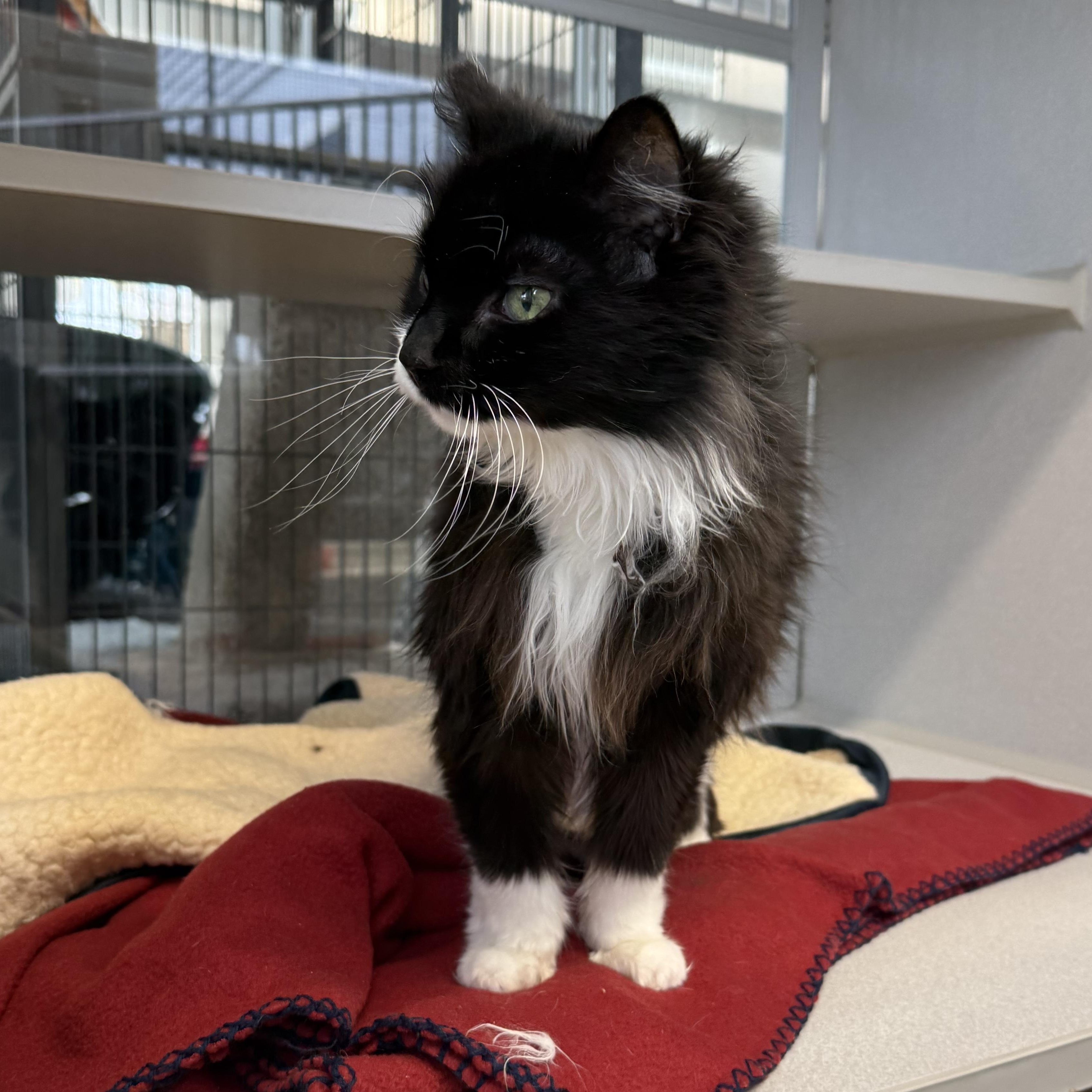 Enlarge Sweetie, a Adoptable mixed breed in West Milford, NJ image 6/6