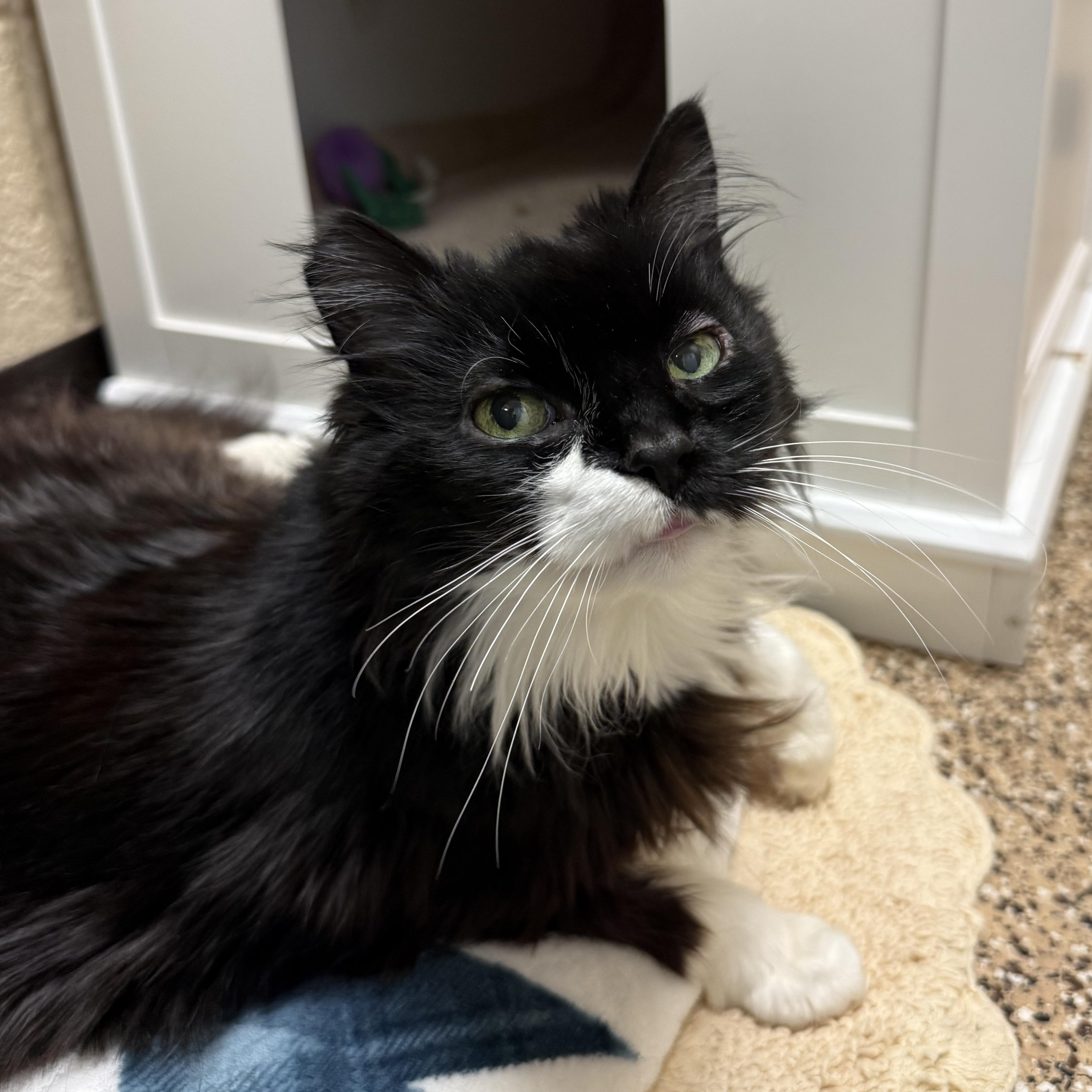 Enlarge Sweetie, a Adoptable mixed breed in West Milford, NJ image 5/6