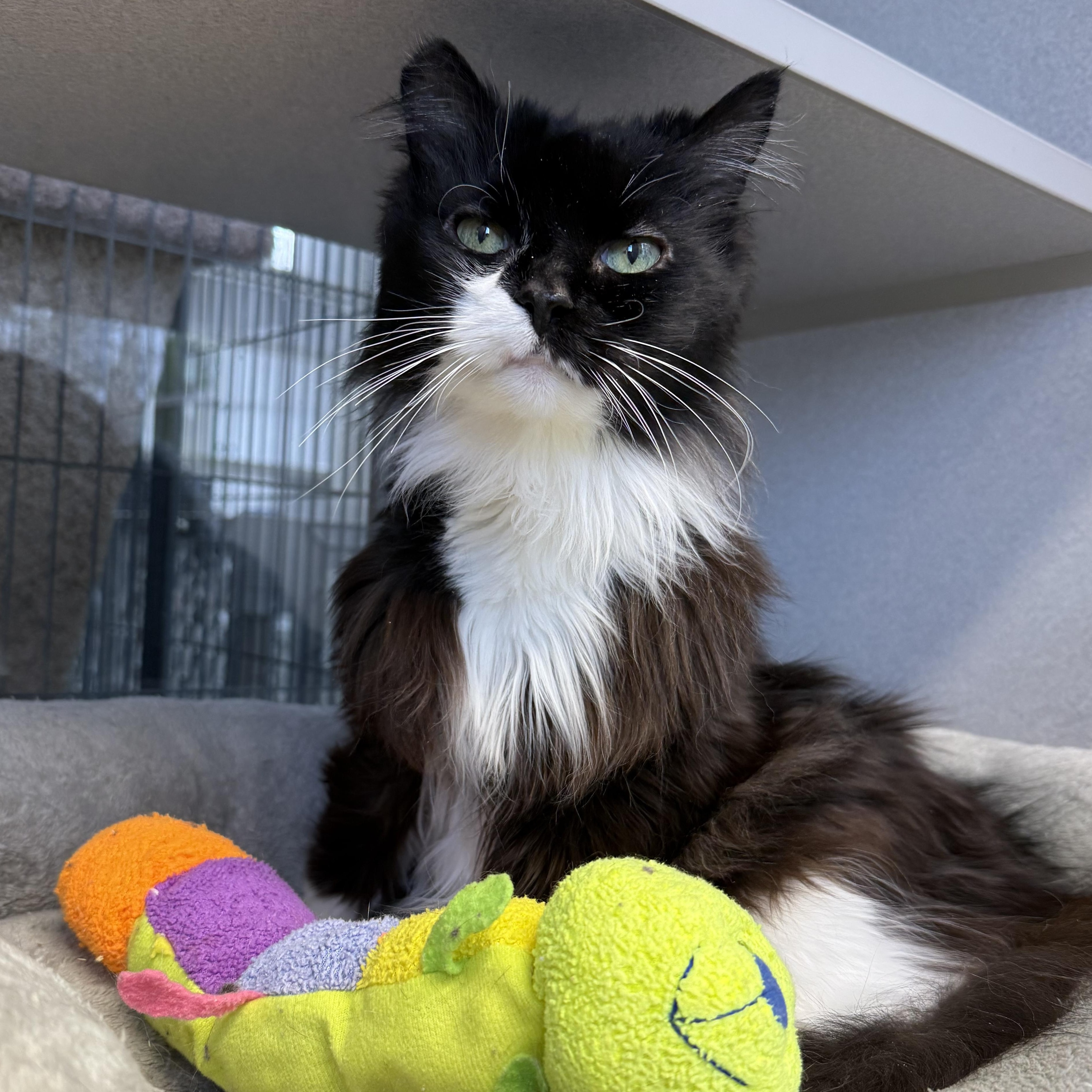 Enlarge Sweetie, a Adoptable mixed breed in West Milford, NJ image 2/6