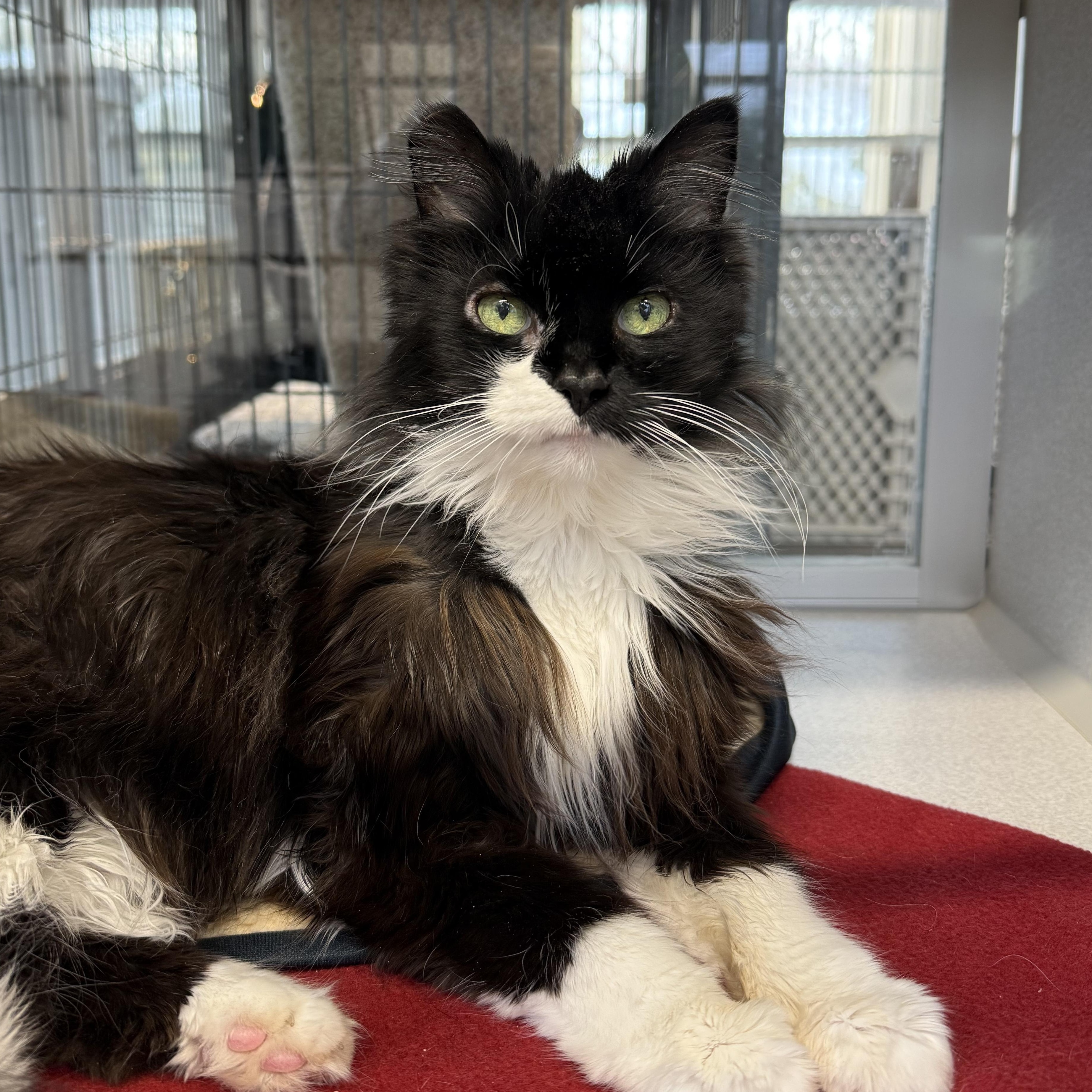 Enlarge Sweetie, a Adoptable mixed breed in West Milford, NJ image 1/6