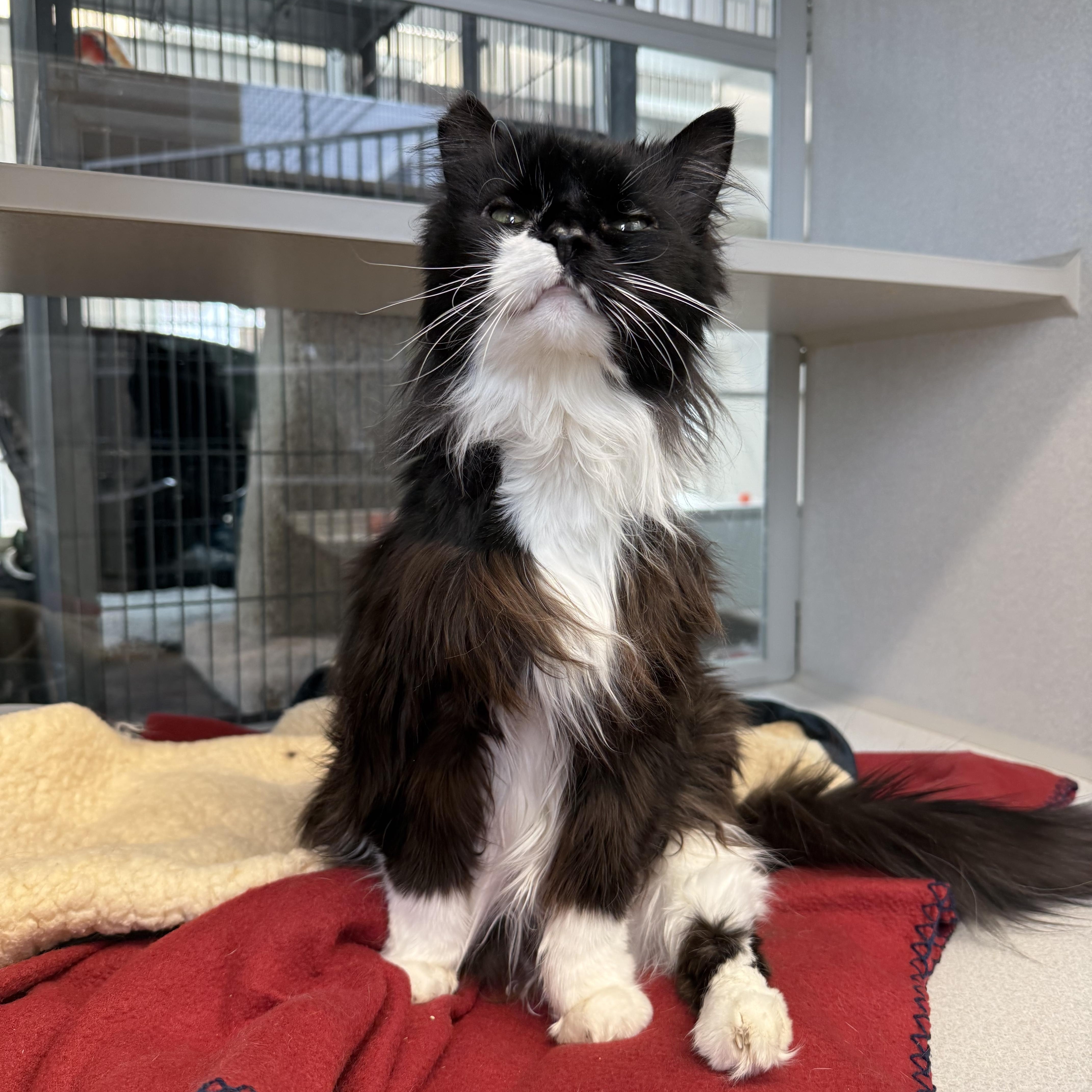 Enlarge Sweetie, a Adoptable mixed breed in West Milford, NJ image 4/6