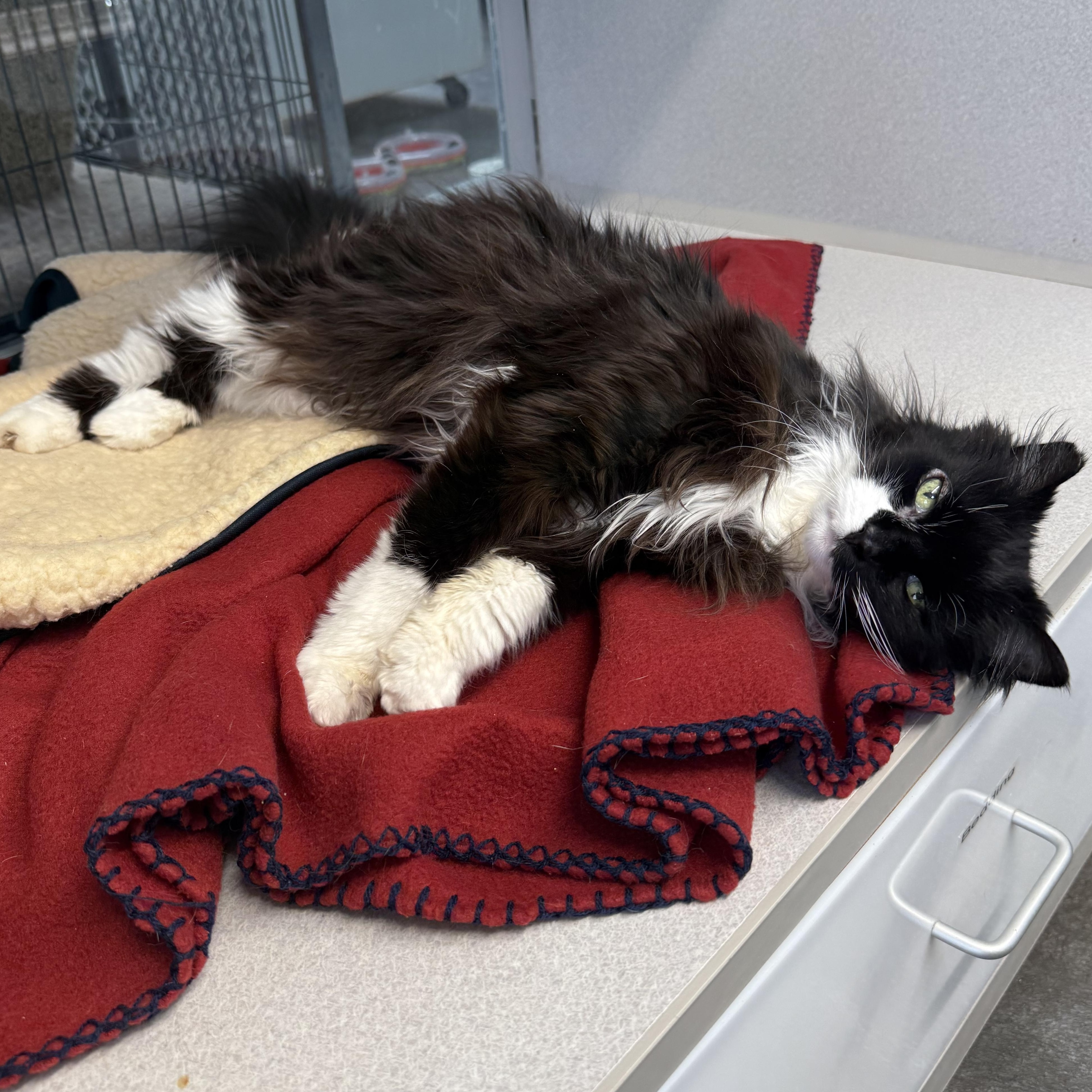 Enlarge Sweetie, a Adoptable mixed breed in West Milford, NJ image 3/6