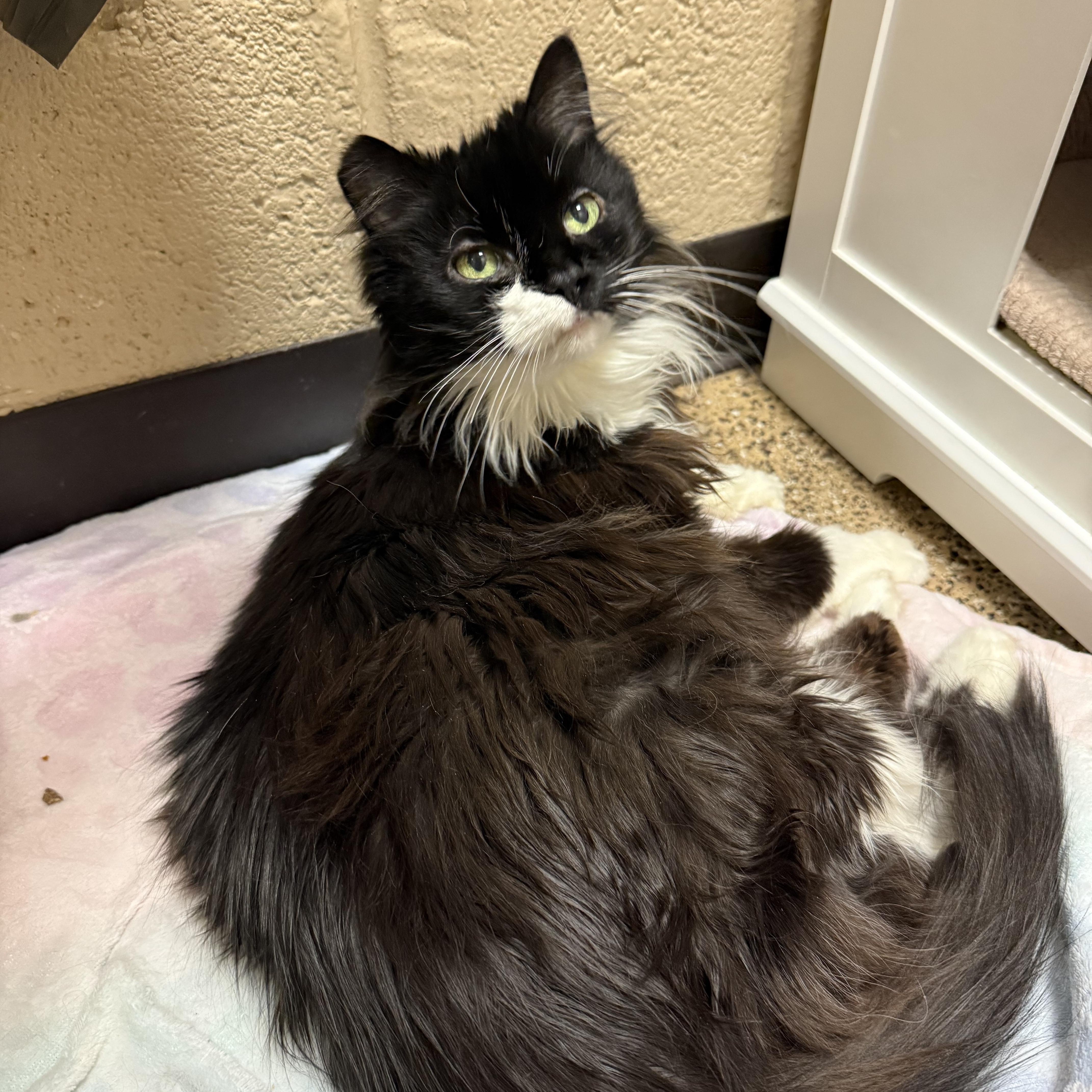 Enlarge Sweetie, a Adoptable mixed breed in West Milford, NJ image 2/6