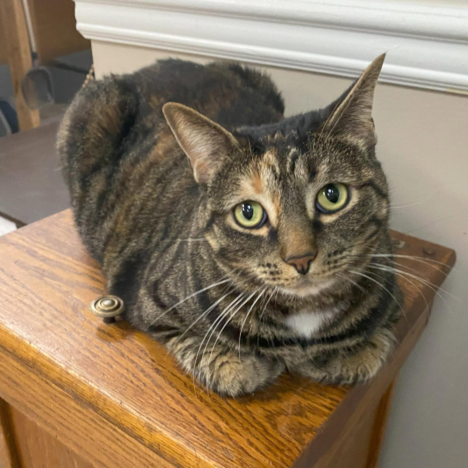 Loona, Adoptable, Adult Female Domestic Short Hair & Tabby.