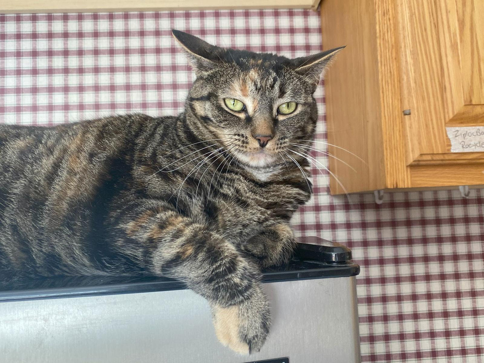 Loona, Adoptable, Adult Female Domestic Short Hair & Tabby.