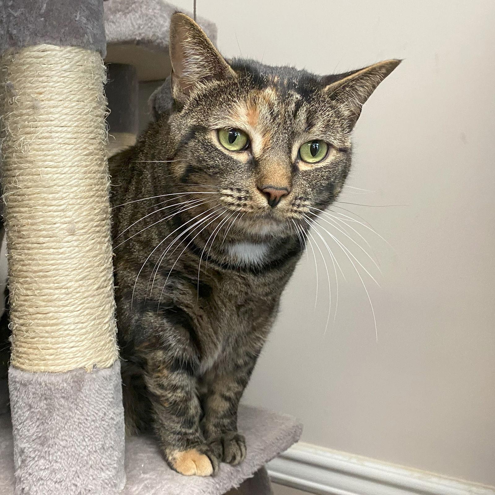 Loona, Adoptable, Adult Female Domestic Short Hair & Tabby.