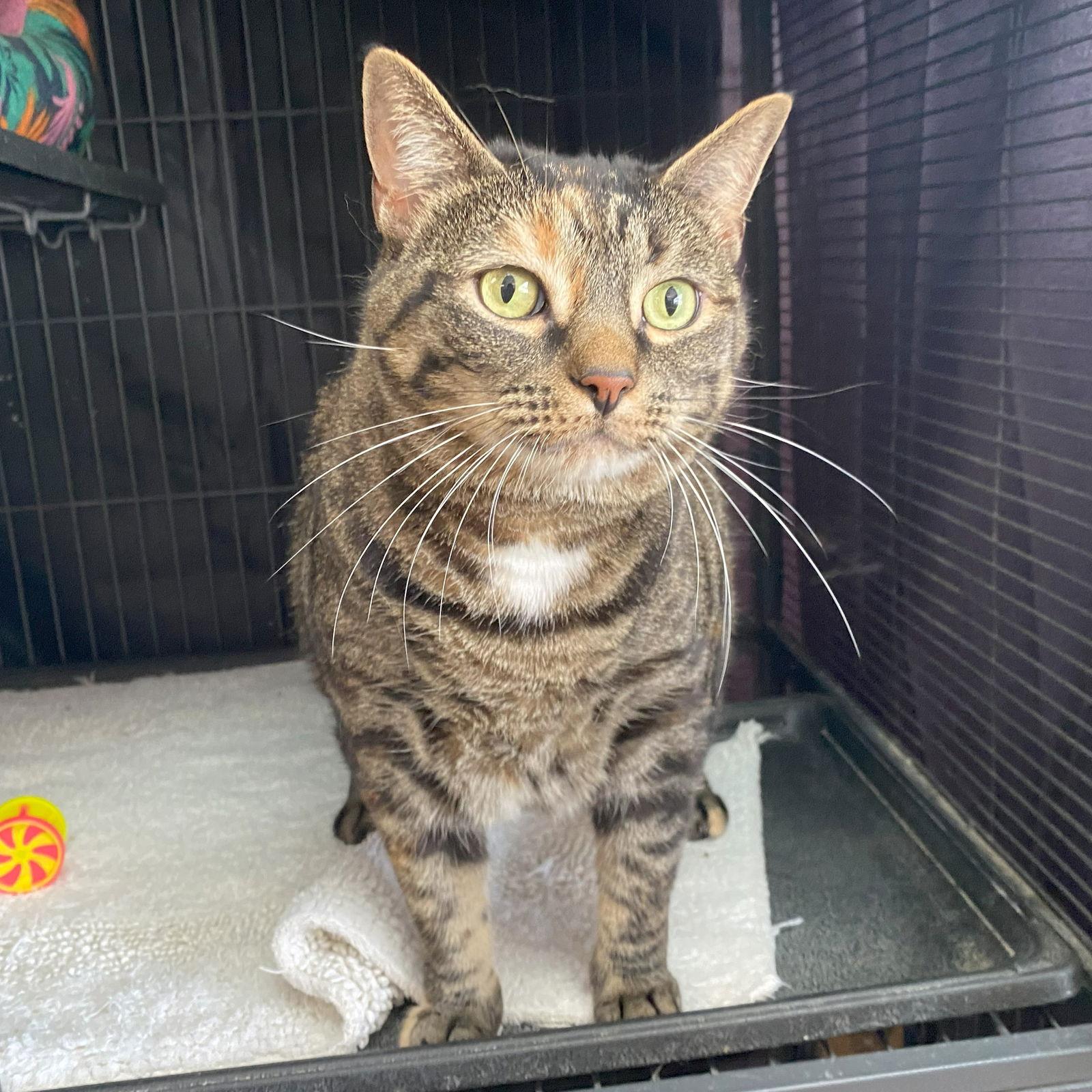 Loona, Adoptable, Adult Female Domestic Short Hair & Tabby.