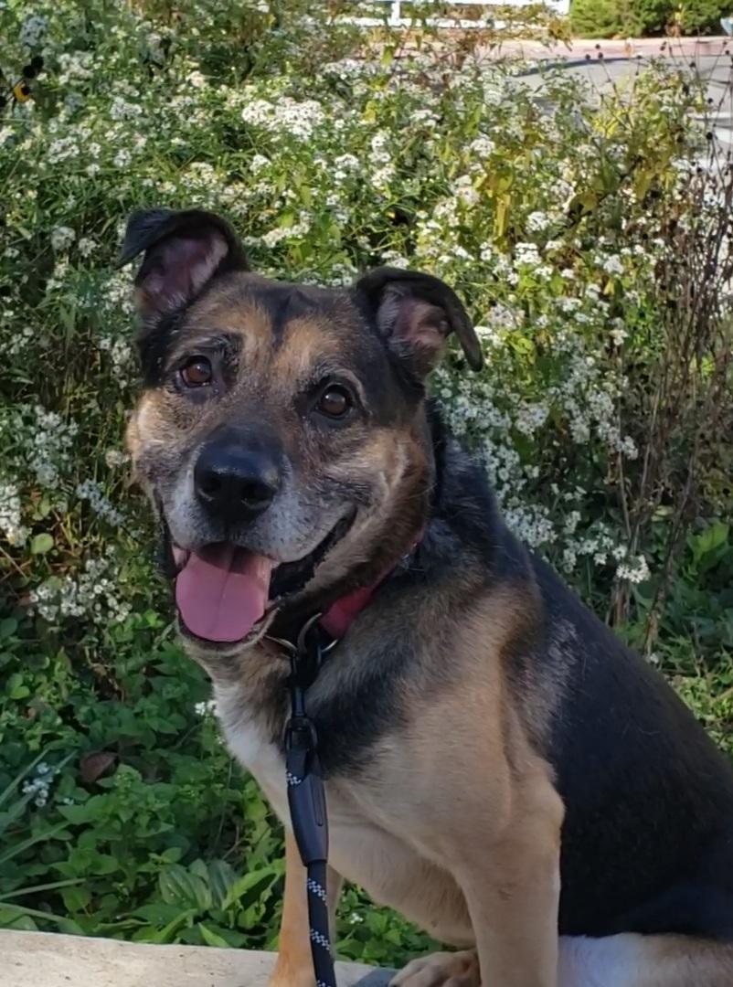 Enlarge Ranger, a Adoptable German Shepherd Dog in Parkton, MD image 5/6