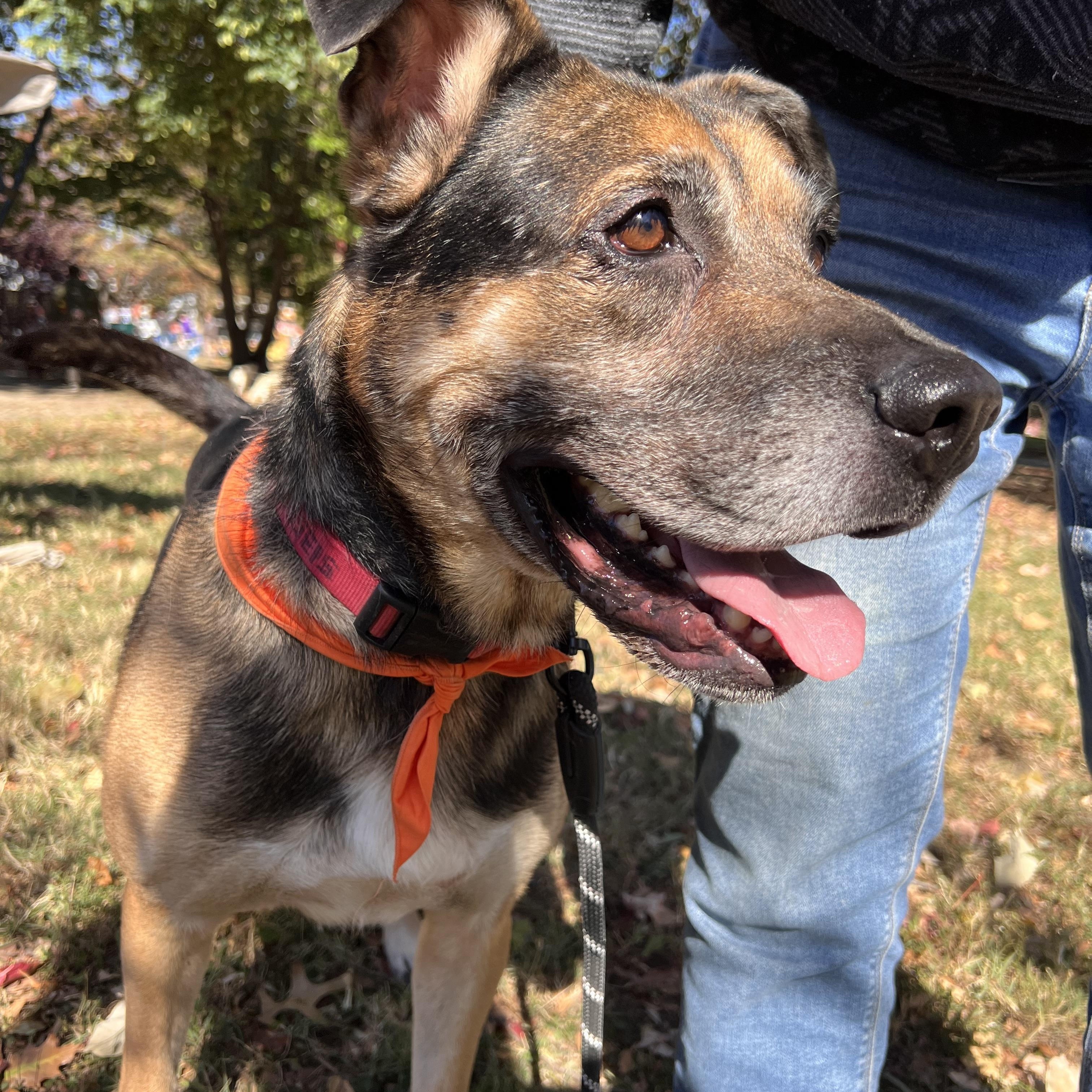 Enlarge Ranger, a Adoptable German Shepherd Dog in Parkton, MD image 2/6