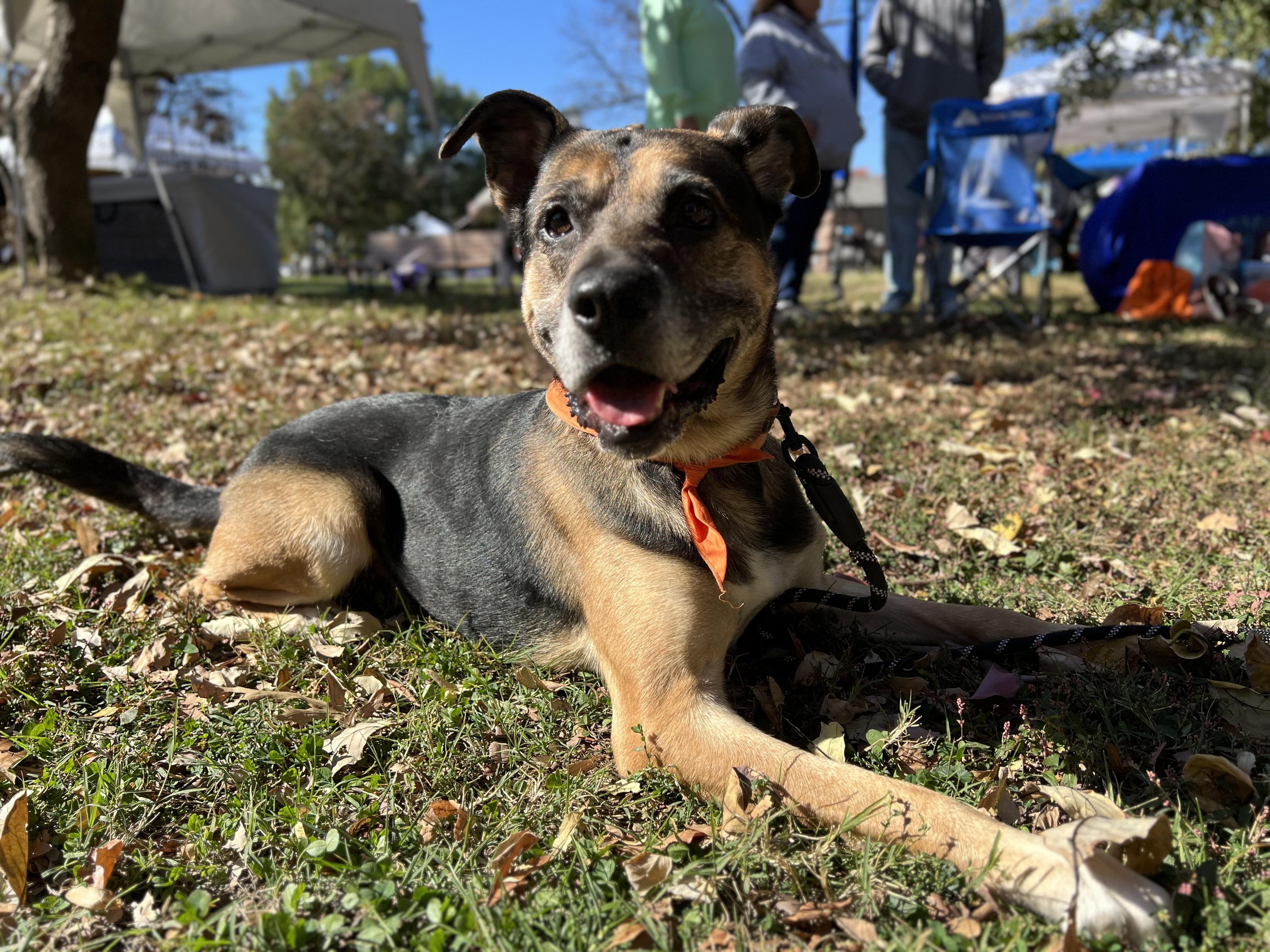 Ranger, Adoptable, Senior Male German Shepherd Dog.
