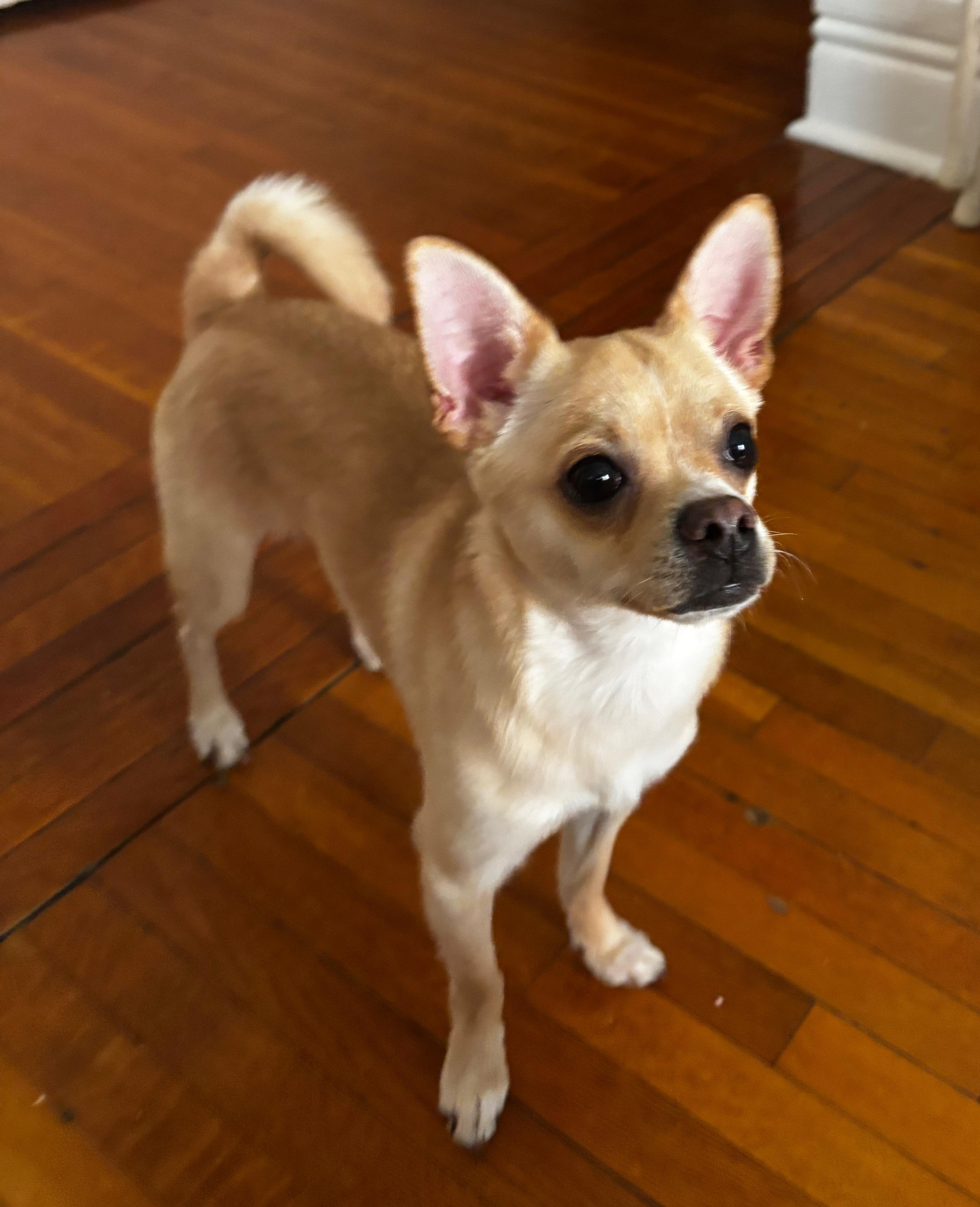 COOPER, ADOPTABLE, Puppy Male Chihuahua.
