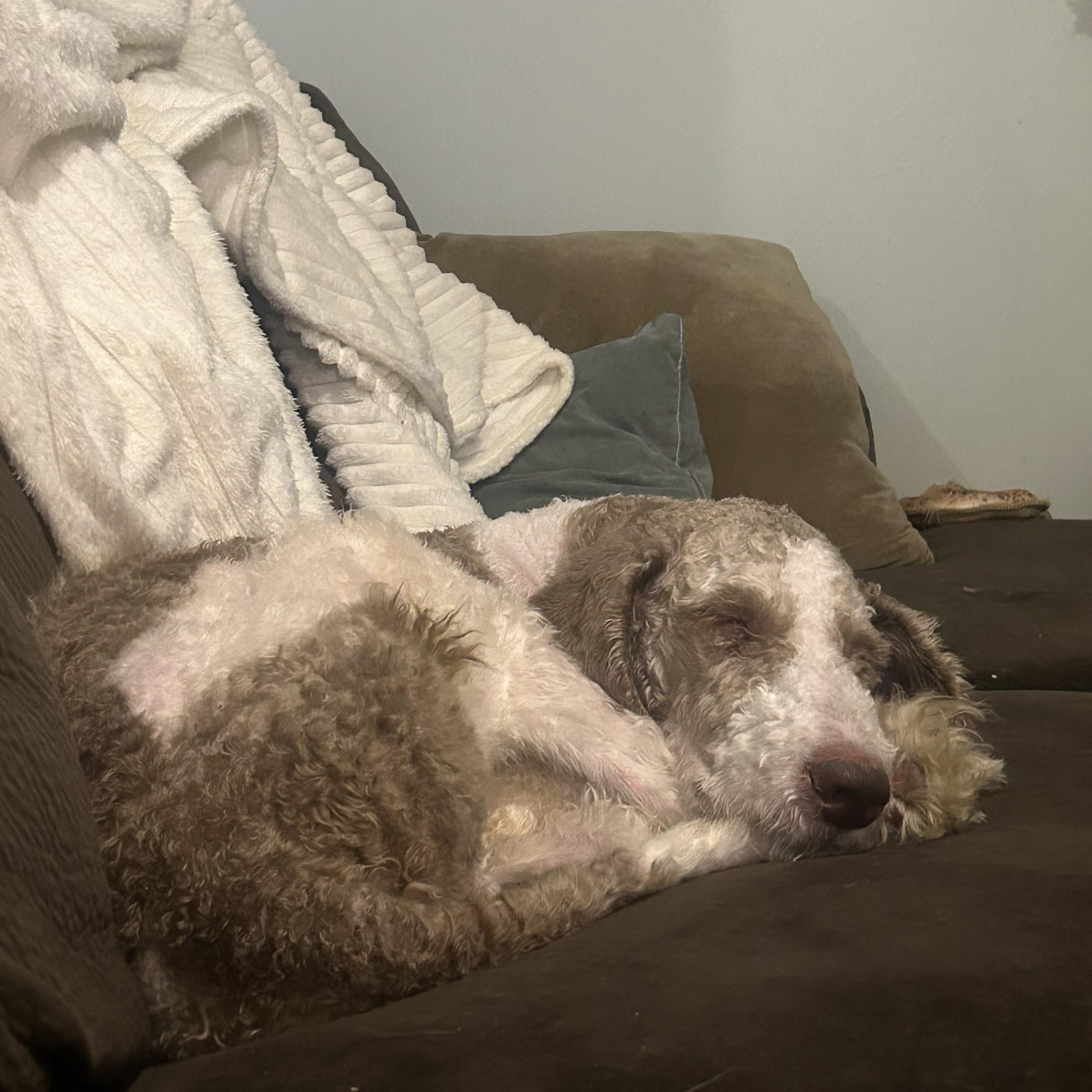 Enlarge Wallace aka Wally, a Adopted mixed breed in New York, NY image 6/6
