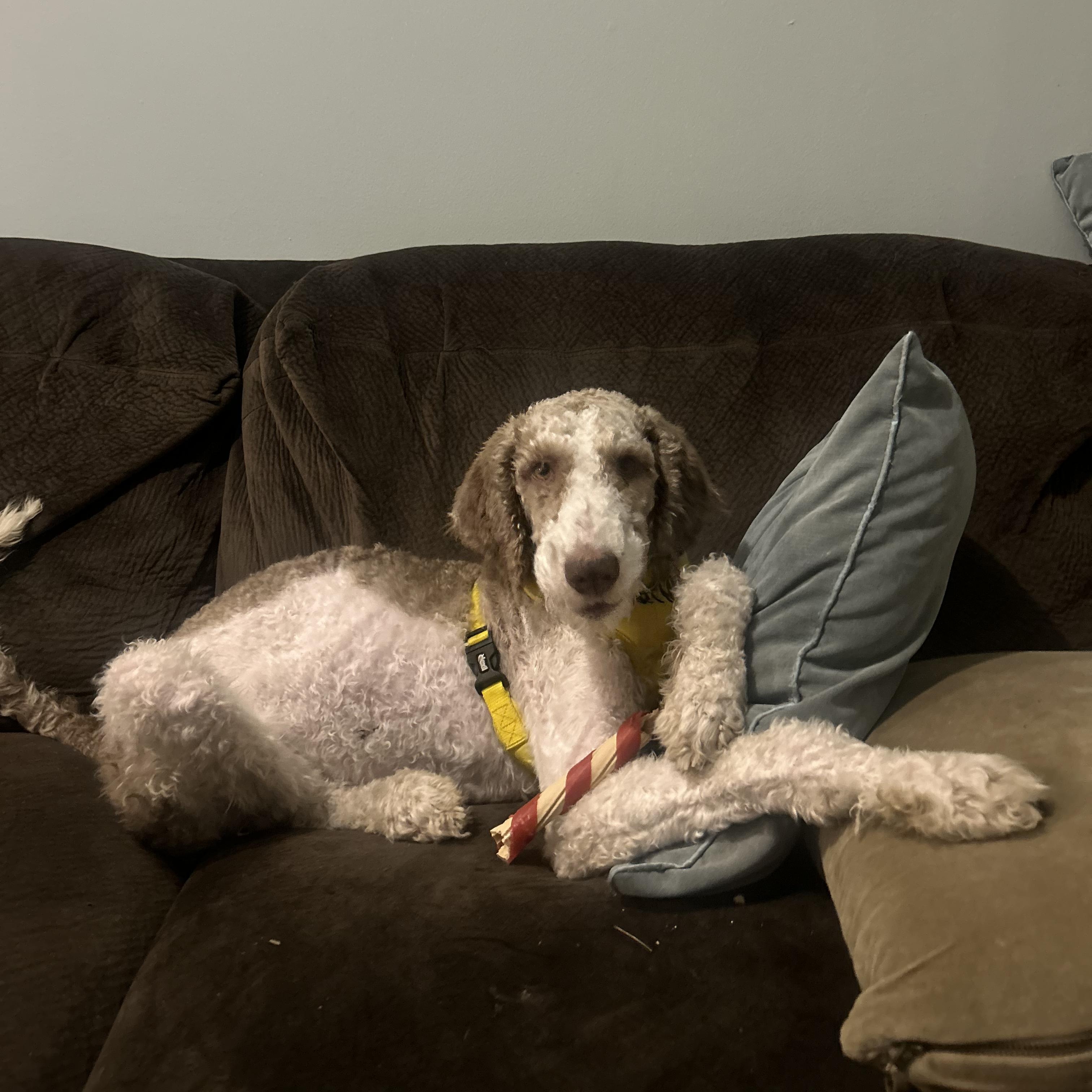 Enlarge Wallace aka Wally, a Adopted mixed breed in New York, NY image 2/6
