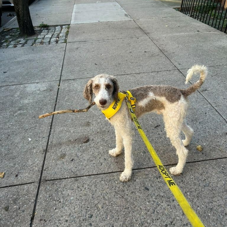 Wallace aka Wally, Adopted, Puppy Male Poodle.