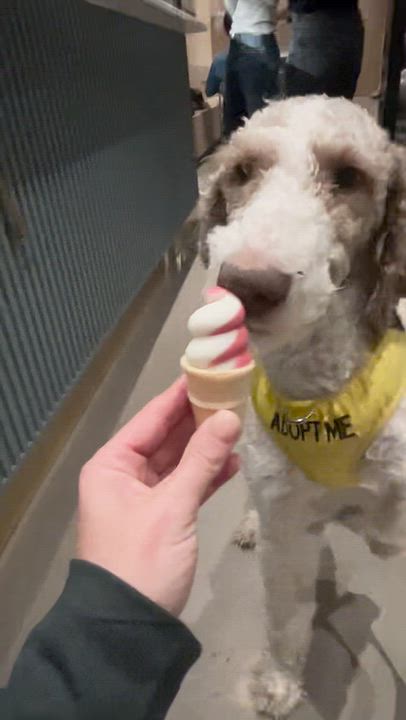 Enlarge Wallace aka Wally, a Adopted mixed breed in New York, NY video 5/6