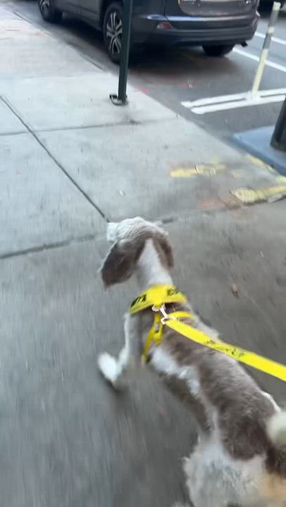 Enlarge Wallace aka Wally, a Adopted mixed breed in New York, NY video 4/6