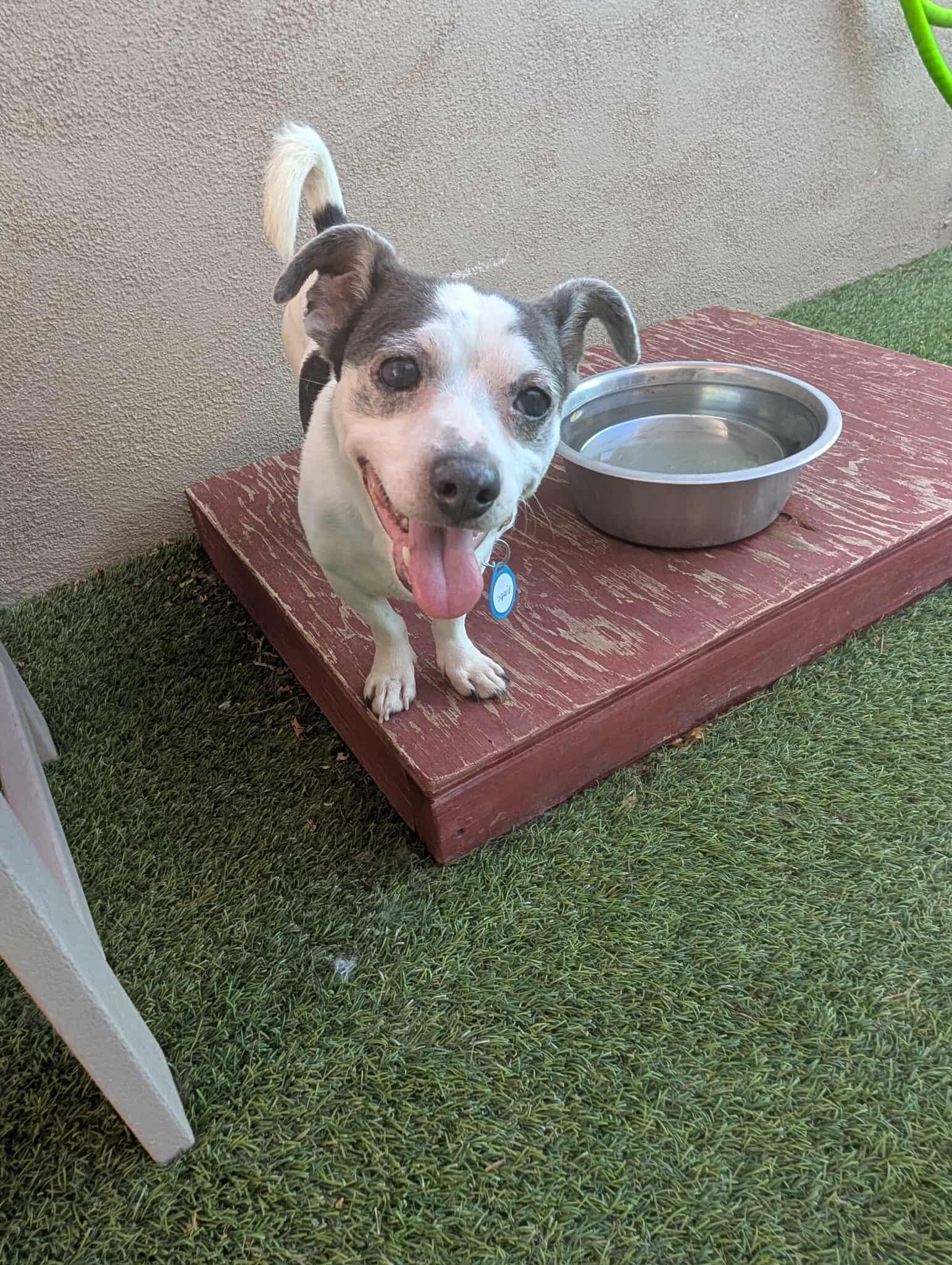 Squid, adoptable, Adult Male Chihuahua.