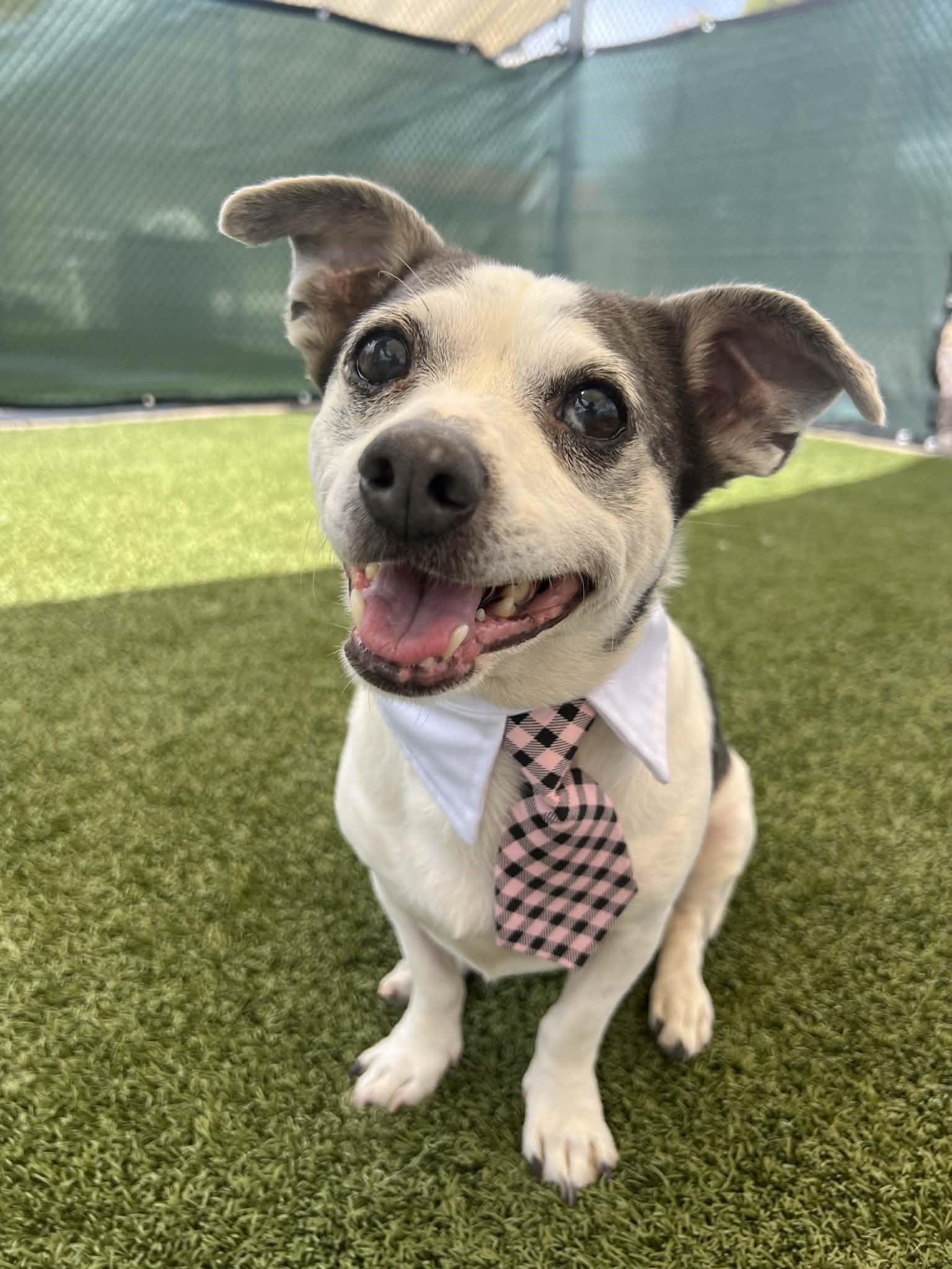 Squid, adoptable, Adult Male Chihuahua.