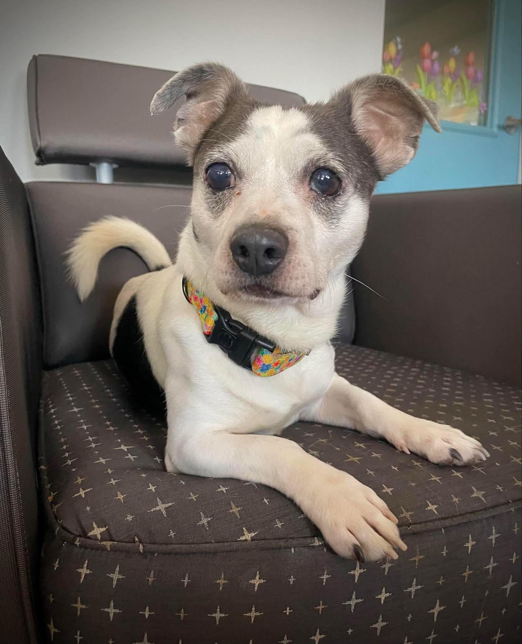 Enlarge Squid, an adoptable Chihuahua in Phoenix, AZ image 2/6